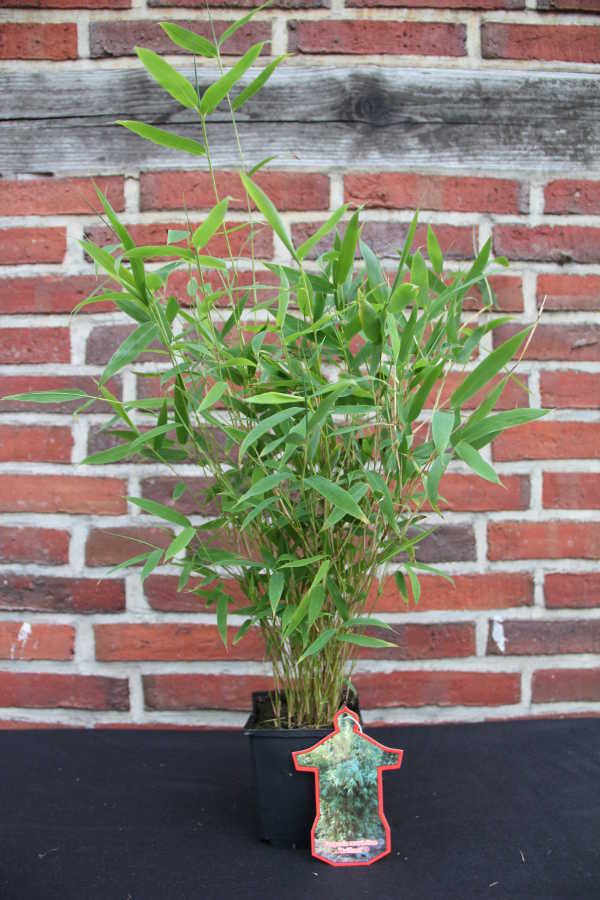 Brillant (S) 11 Tb Jungware