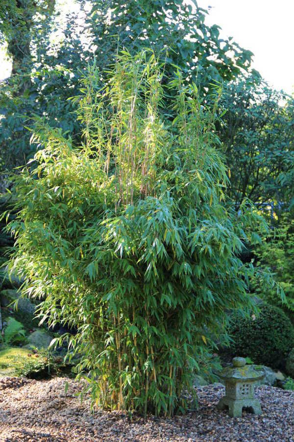 Brillant (S) 200/250 Solitär