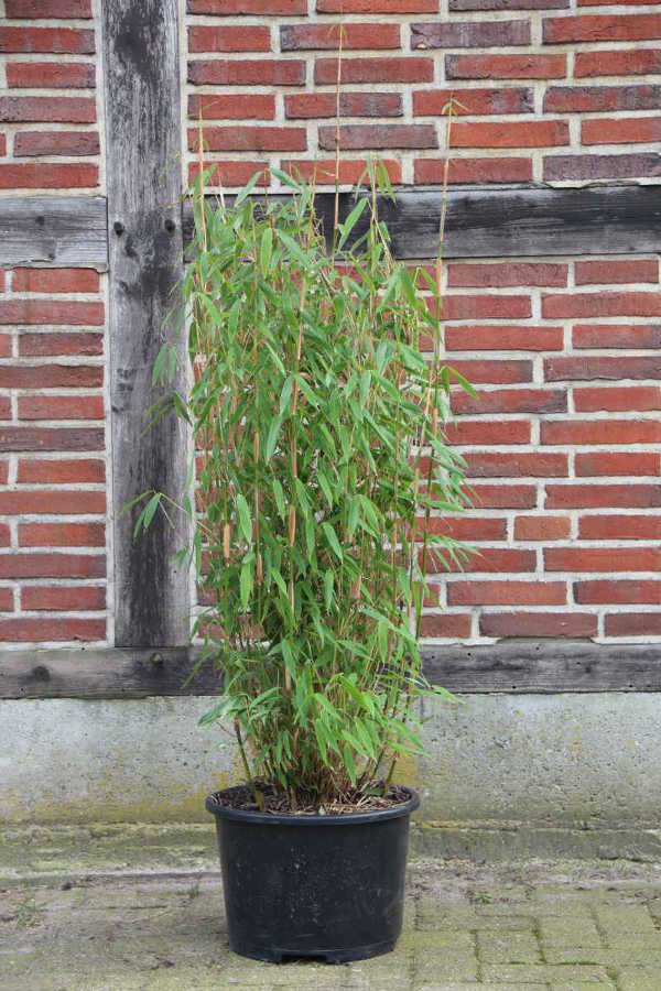 Brillant (S) 80/100, 20 Co