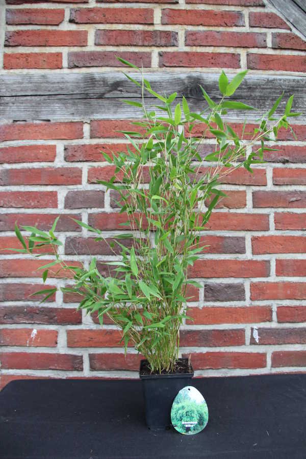 'Eike' 11 Tb Jungware